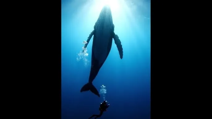 与神同行 迅雷下载 - 深蓝星球：探索海洋深处的未知世界